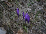 crocus