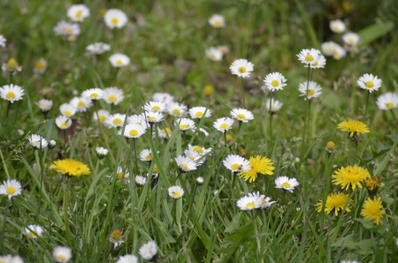 spring flowers - nature, grass, flower, spring