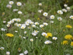 spring flowers