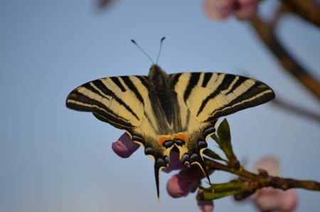 butterfly - insects, nature, tree, sky