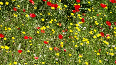 Wilde Flowers - red, flowers, field, poppy, wilde, nature, green