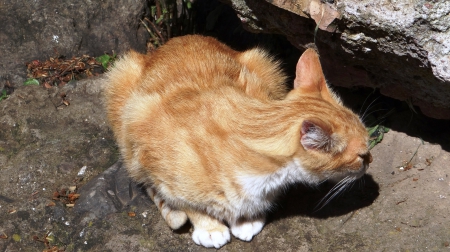 Redhead Kitten - animals, kitten, cat, feline, redhead