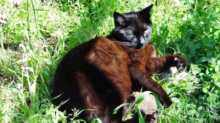 Brunette Kitten - animals, kitten, cat, feline, brunette