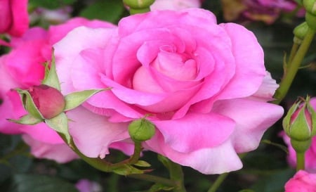 Pretty in Pink - flower, pink, nature, rose