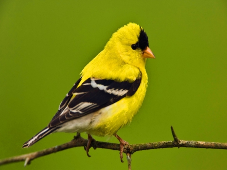 Golden song - black, yellow, bird, finch