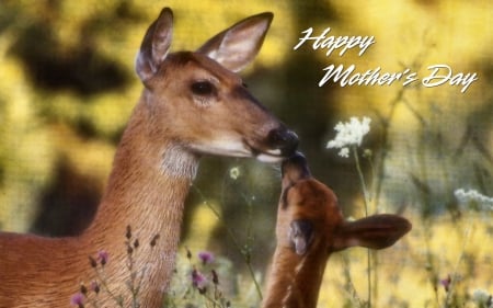 Fawn Kisses 2 - fawn, doe, photography, love, wide screen, deer, Mothers Day, Photo, mother, wildlife