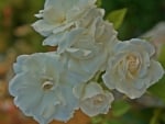 Beautiful White Roses Bloom