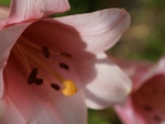 Beautiful Lilies