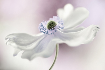 White Flower - close up, nature, macro, petals, splendor, white flower, flowers