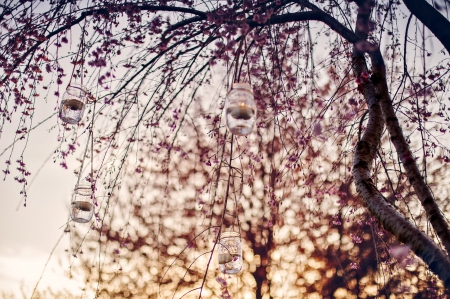 Simply Beautiful - bokeh, lanterns, candle, light, leaves, tree, sunset, nature, spplendor, candles, sky