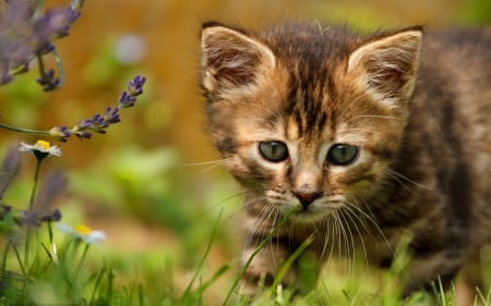 Curiosity - ginger, grass, meadow, sweet, curiosity, cat, flowers, fluffy, kitten, garden, cute, adorable, kitty