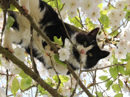 Peekaboo - looking down, sweet, cat, cherry blossom tree