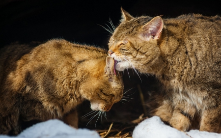 Cats - sleeping, cat face, hat, cat, kitty, animals, lovely, kitten, paws, face, pretty, cats, beautiful, cute