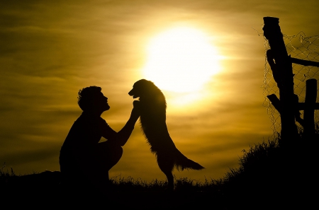 Sunset - puppy, animals, lovely, pretty, puppys, beautiful, dog, animal, dogs, sweet, cute