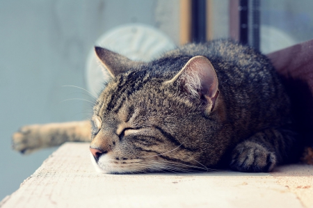 Cat - paws, face, pretty, cute, animals, beautiful, cat, sleeping, kitty, cats, kitten, hat, lovely, cat face