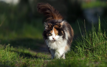 Cat - hat, pretty, cat face, beautiful, lovely, paws, cat, kitten, cute, cats, face, sleeping, animals, kitty