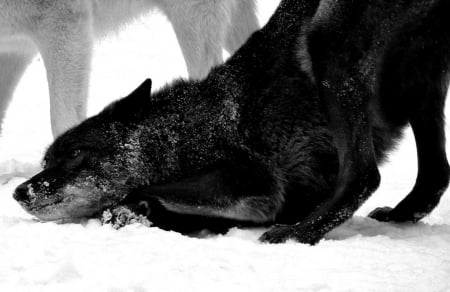 WOLVES IN SNOW - wolves, nature, wolf, animals, snow