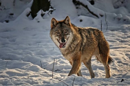 Wolf - nature, wolf, anials, snow