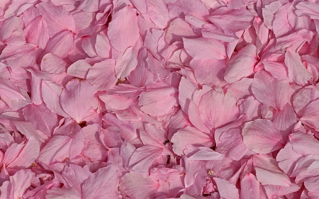 â™¥ - flower, rose, petals, pink, texture