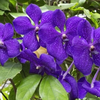 Purple Orchids