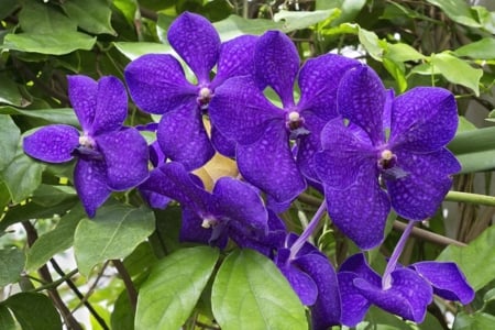 Purple Orchids - orchids, flower, Nature, purple