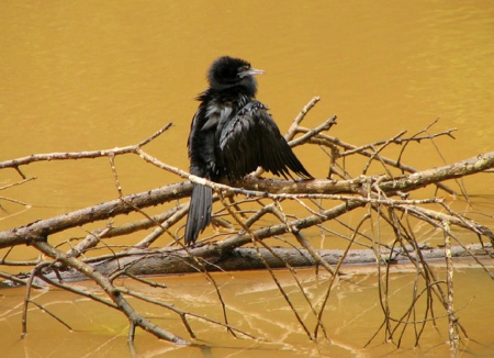 Cormorant baby - black, Bird, animal, cormorant