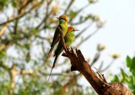 Beautiful birds - branche, animals, Birds, leaves