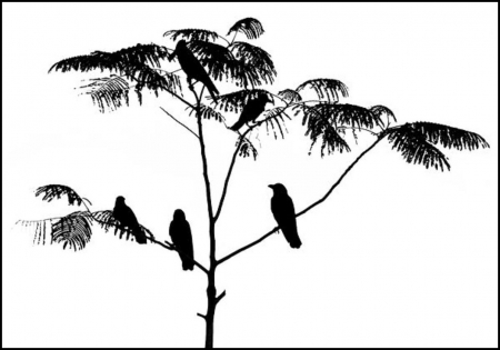 Black birds - leaves, tree, black, birds