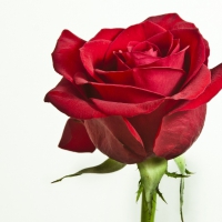 * Single red rose *