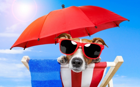 Ready For Summer - summer, cute, caine, umbrella, dogs, vacancy, towel, sunglasses, red, funny, animal, animals, chair, blue, jack russel terrier, holiday, jack russell terrier, clouds, dog