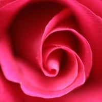 Pink rose close-up