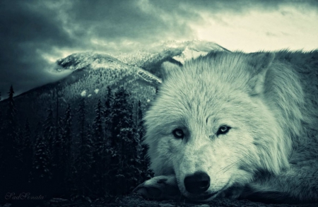 Wishmistress - north, pine, night, mountains, wallpaper, darkness, fantasy, wolf, wolves, art, abstract, wilderness, dark, forest, manipulation, wild