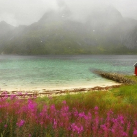 flowers at a norwegian harbor