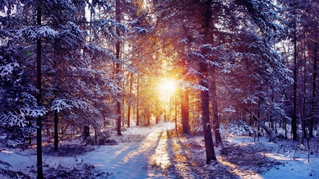 superb sunset through a forest in winter - pines, winter, sunset, rays, forest