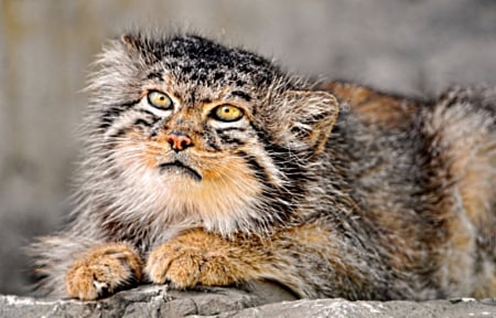 Pallas cat - furry, rare, octocolobus, manul