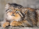 Pallas cat