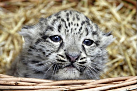 snowleopard cub - smile, basket, small, infant