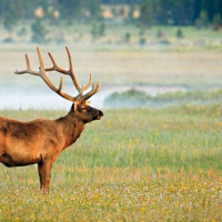 red deer