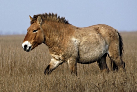 prezwalski horse - genome, ancient, archaic, old