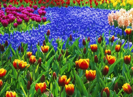 Spring Flowers - hyacinths, tulips, blossoms, springtime, colors, park