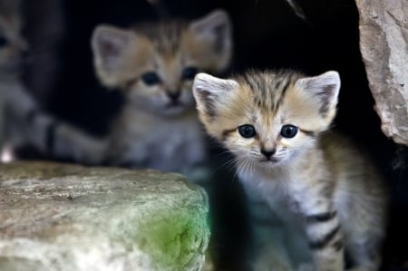 Young Sandcats - ears, pointy, look, small