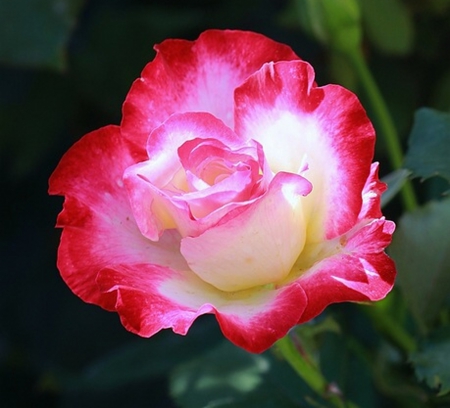 Rose - white, flowers, rose, red