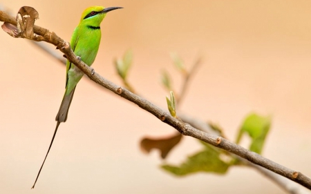 Bird - beautiful, tree, bird, green