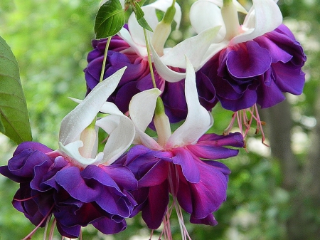 Purple and White - white, purple, flowers, beautiful