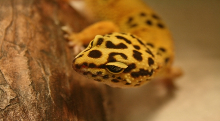 Leopard Gecko - animals, eyes, black, legs, closeup, leopard, tan, spots, gecko, reptiles