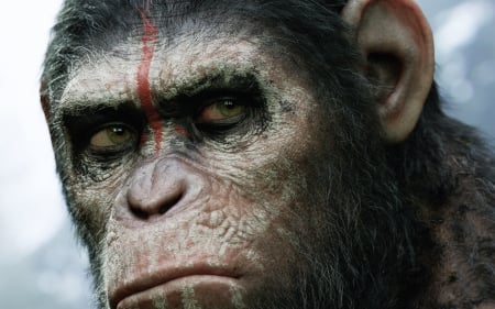 Dawn of the plant of the Apes - movies, apes, caesar, science fiction