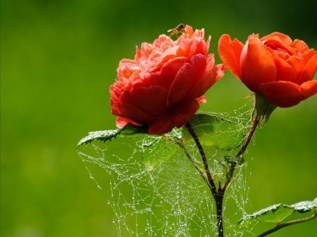 Beautiful Red Roses - roses, bee, nature, water-drop, flower