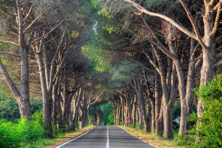 Tuscany Road, Italy - trees, beautiful, grove, road, grass, transit signals, bridge