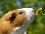 Guinea Pig