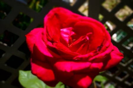 Red rose - macro, flowers, red rose, nature